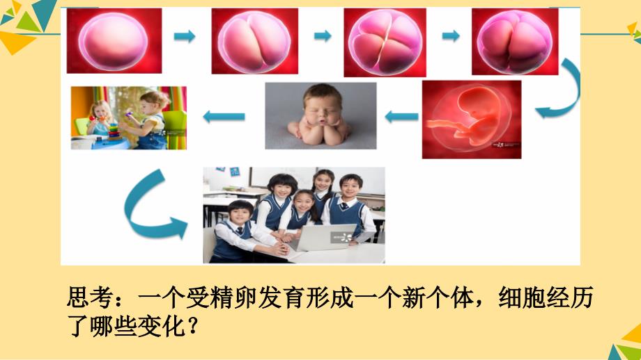 细胞通过分裂产生新细胞课件2024-2025学年人教版生物七年级上册_第3页