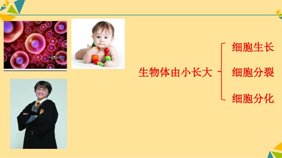 细胞通过分裂产生新细胞课件2024-2025学年人教版生物七年级上册_第4页