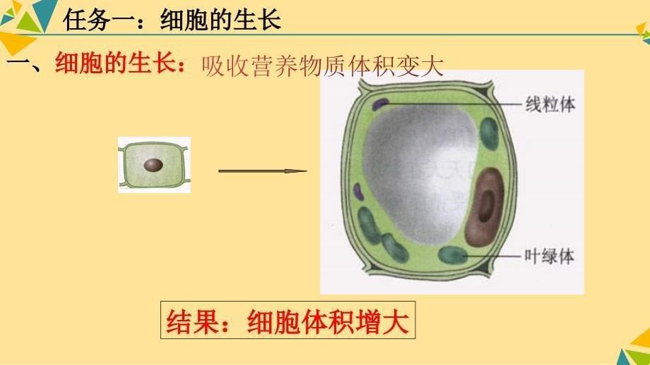 细胞通过分裂产生新细胞课件2024-2025学年人教版生物七年级上册_第5页