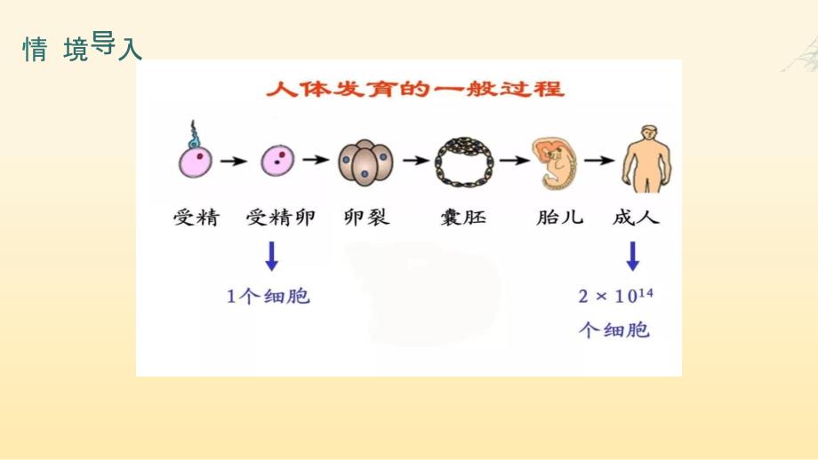 细胞分化形成组织课件2024-2025学年北师大版生物七年级上册_第3页