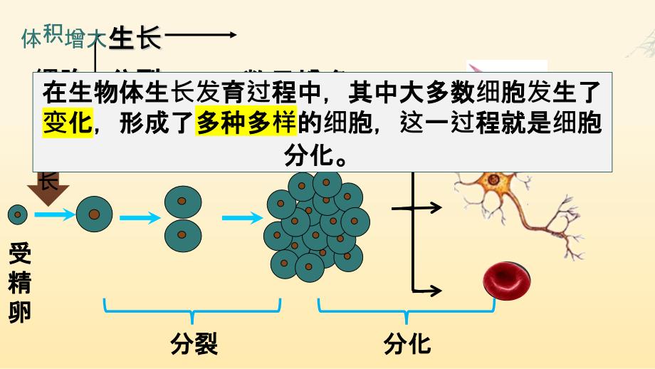 细胞分化形成组织课件2024-2025学年北师大版生物七年级上册_第4页