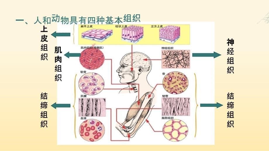 细胞分化形成组织课件2024-2025学年北师大版生物七年级上册_第5页