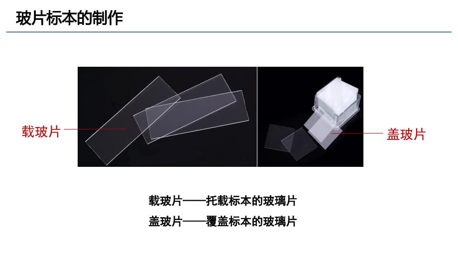 细胞的基本结构和功能课件2023-2024学年北师大版生物七年级上册_第4页