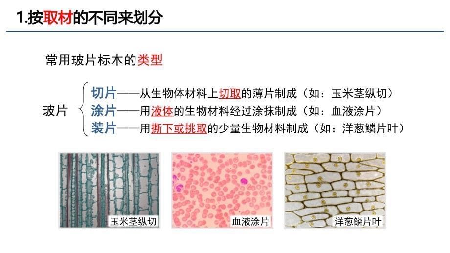 细胞的基本结构和功能课件2023-2024学年北师大版生物七年级上册_第5页