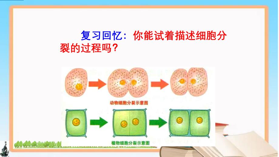 细胞分化形成组织2024-2025学年七年级生物上册同步课件（北师大版2024）_第4页