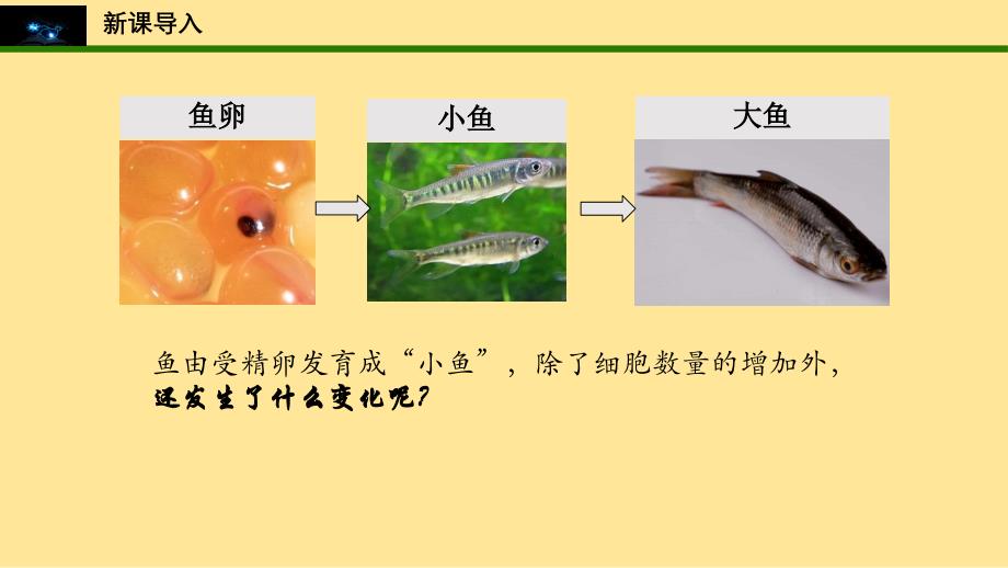 动物体的结构层次课件2024--2025学年人教版生物七年级上册_第2页