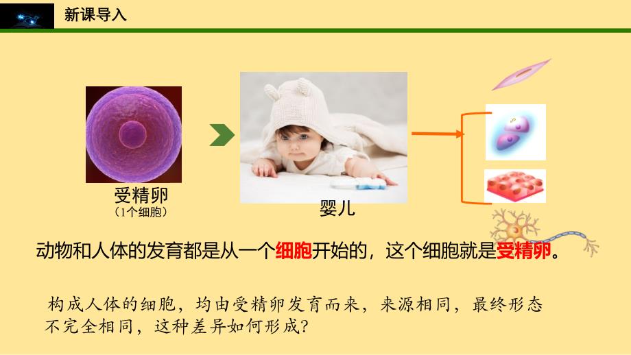 动物体的结构层次课件2024--2025学年人教版生物七年级上册_第3页