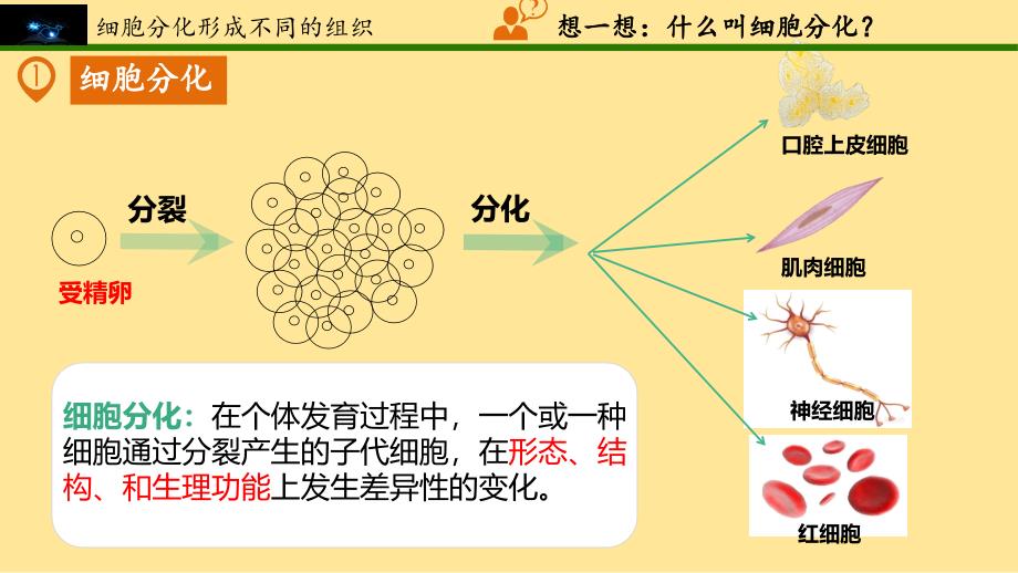 动物体的结构层次课件2024--2025学年人教版生物七年级上册_第4页