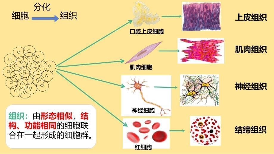 动物体的结构层次课件2024--2025学年人教版生物七年级上册_第5页