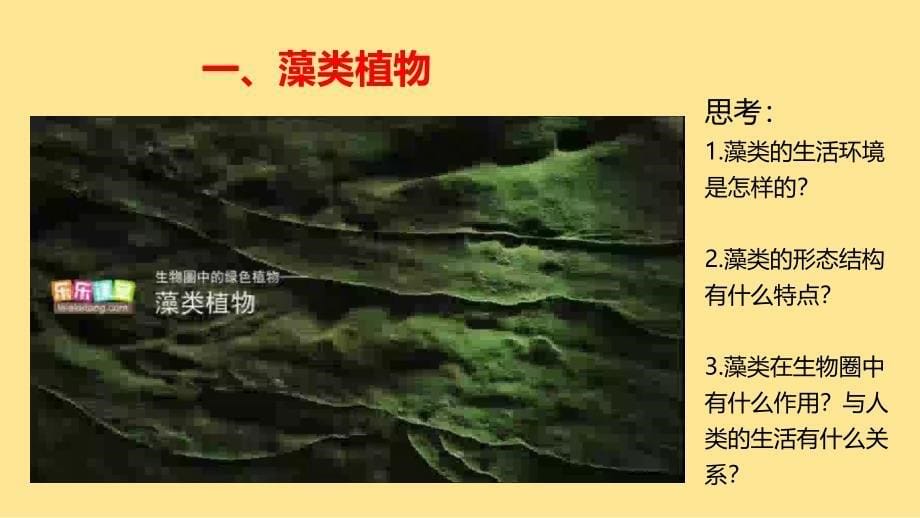 藻类、苔藓植物和蕨类植物课件2024-2025学年人教版生物七年级上册_第5页