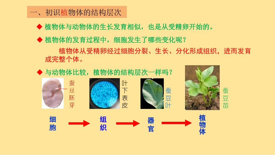 细胞分化形成组织（植物具有多种组织）课件-2024-2025学年北师大版生物七年级上册_第4页