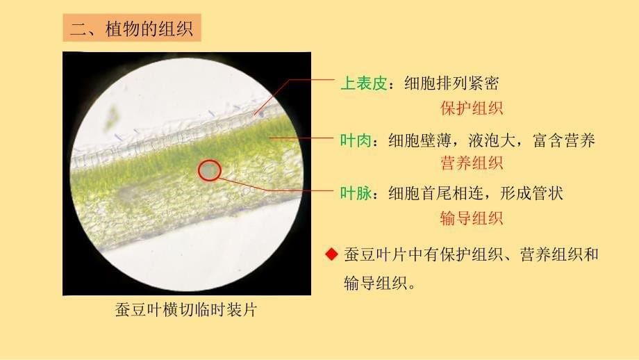 细胞分化形成组织（植物具有多种组织）课件-2024-2025学年北师大版生物七年级上册_第5页