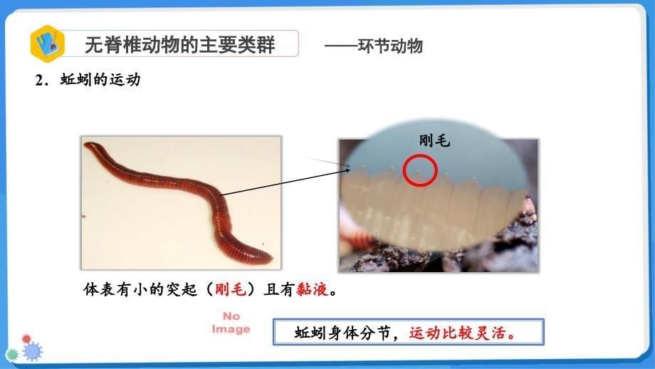 无脊椎动物第2课时课件2024-2025学年人教版生物七年级上册_第5页