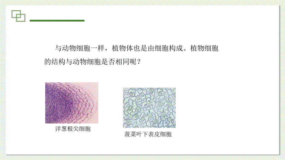 植物细胞的基本结构和功能第3课时课件2024-2025学年北师大版生物七年级上册_第3页