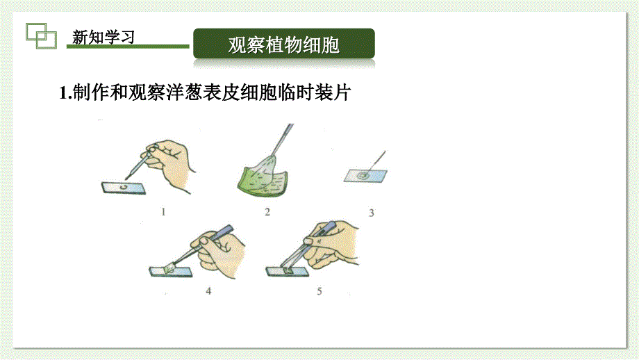 植物细胞的基本结构和功能第3课时课件2024-2025学年北师大版生物七年级上册_第4页