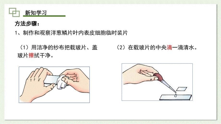 植物细胞的基本结构和功能第3课时课件2024-2025学年北师大版生物七年级上册_第5页