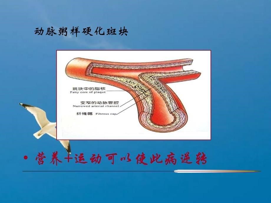 医学教程 《关注男性健康》课件_第5页