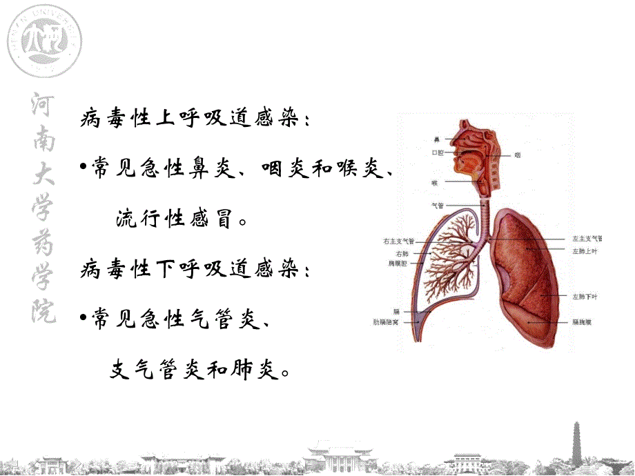 医学教程 常见呼吸道病毒感染及中医药治疗(154705)_第4页