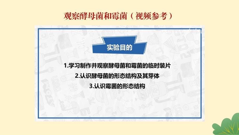 生 物实验九 观察酵母菌和霉菌 2024-2025学年七年级生物上册实验课（人教版2024）_第5页