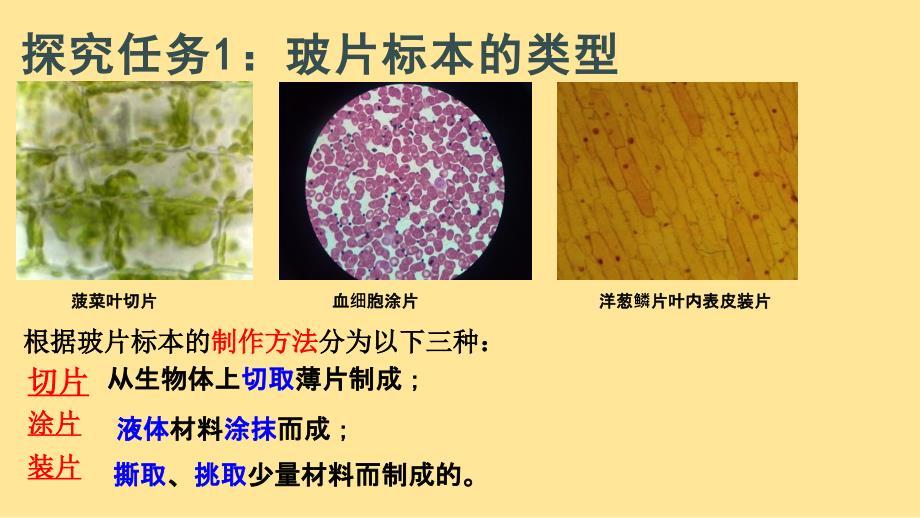 生 物植物细胞 课件-2024-2025学年人教版生物七年级上册_第3页