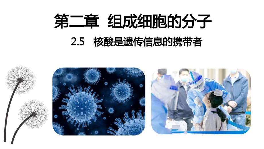 高中生物核酸是遗传信息的携带者课件_第2页