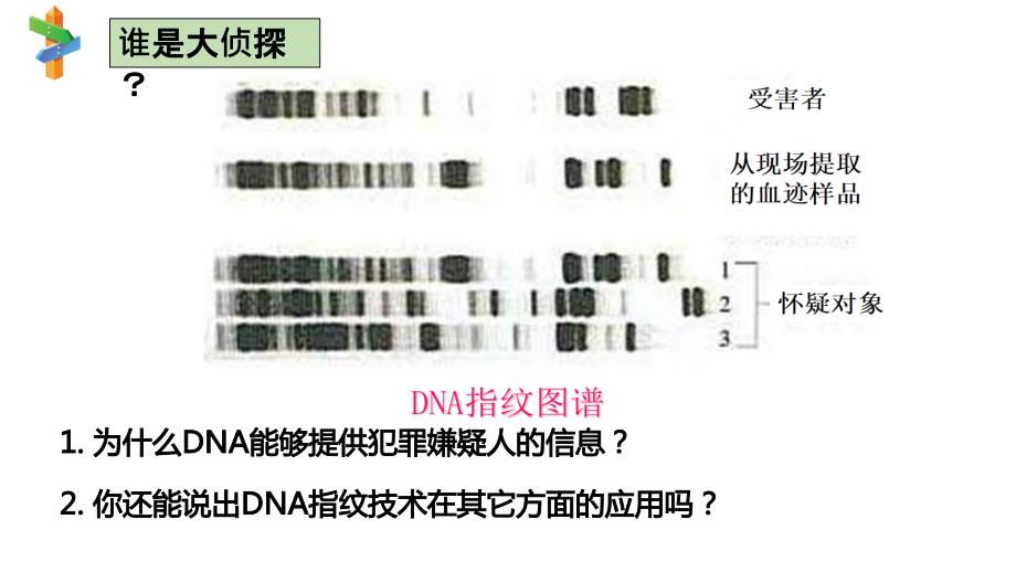 高中生物核酸是遗传信息的携带者课件_第3页