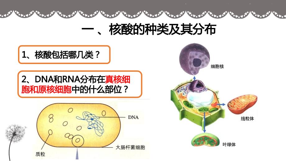 高中生物核酸是遗传信息的携带者课件_第4页