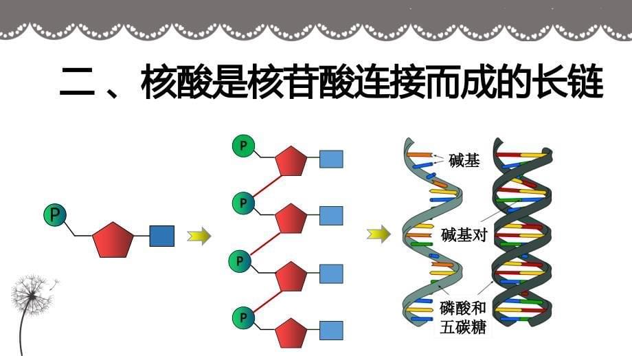 高中生物核酸是遗传信息的携带者课件_第5页