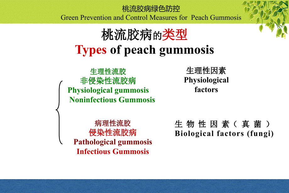 植物病虫害绿色防控技术教学课件（含英文）：桃流胶病（双语）_第4页