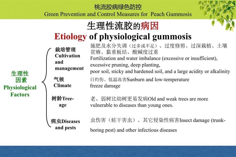 植物病虫害绿色防控技术教学课件（含英文）：桃流胶病（双语）_第5页