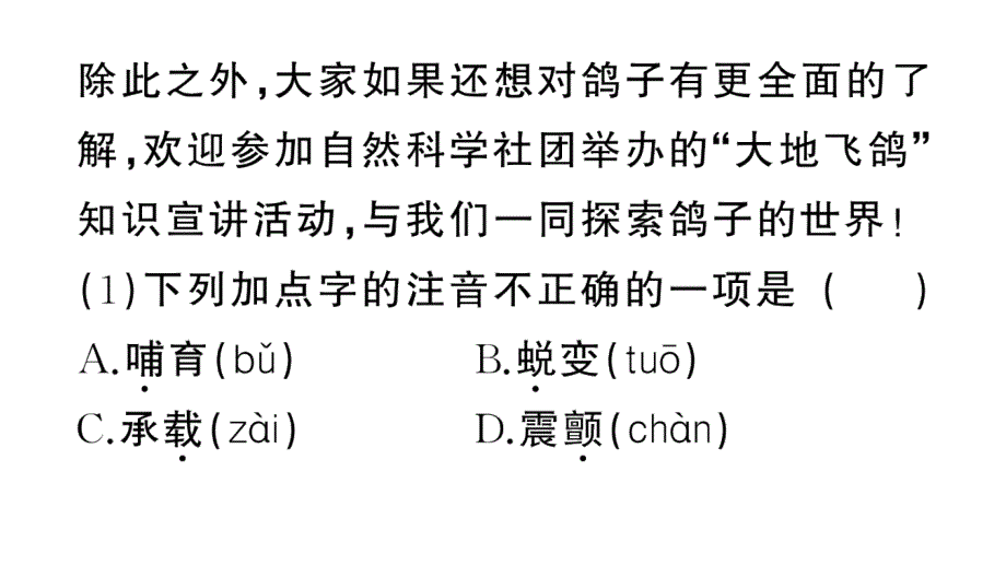 初中语文新人教部编版七年级上册第18课《我的白鸽》作业课件第二套（2024秋）_第4页