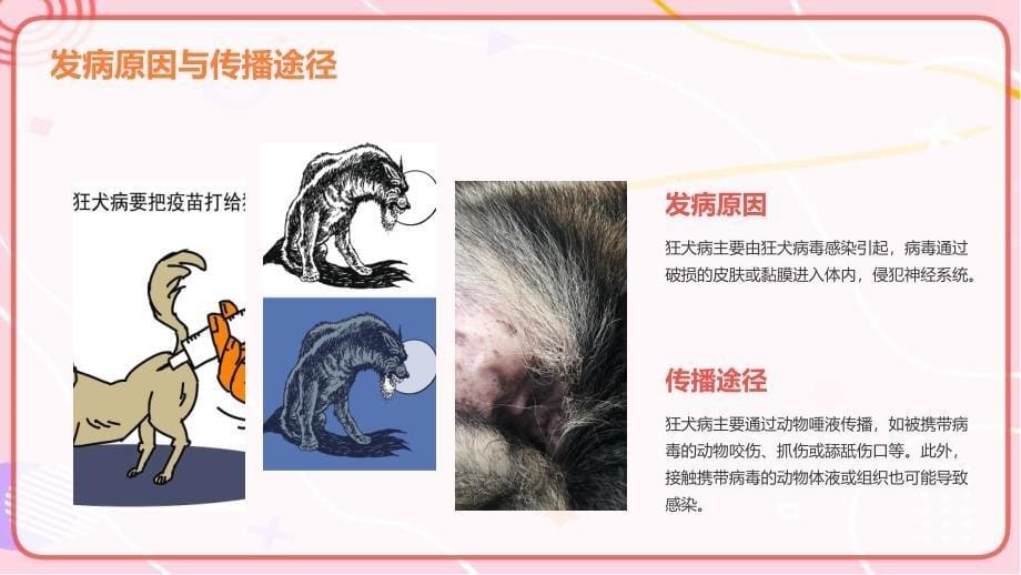 狂犬病培训课件_第5页