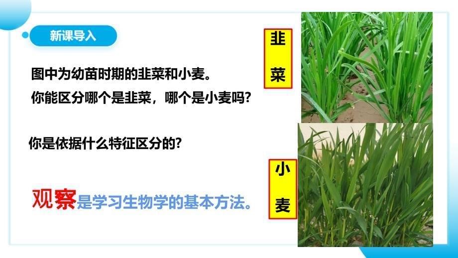 【初中生物】观察周边环境中的生物+课件2024-2025学年人教版生物七年级上册_第5页