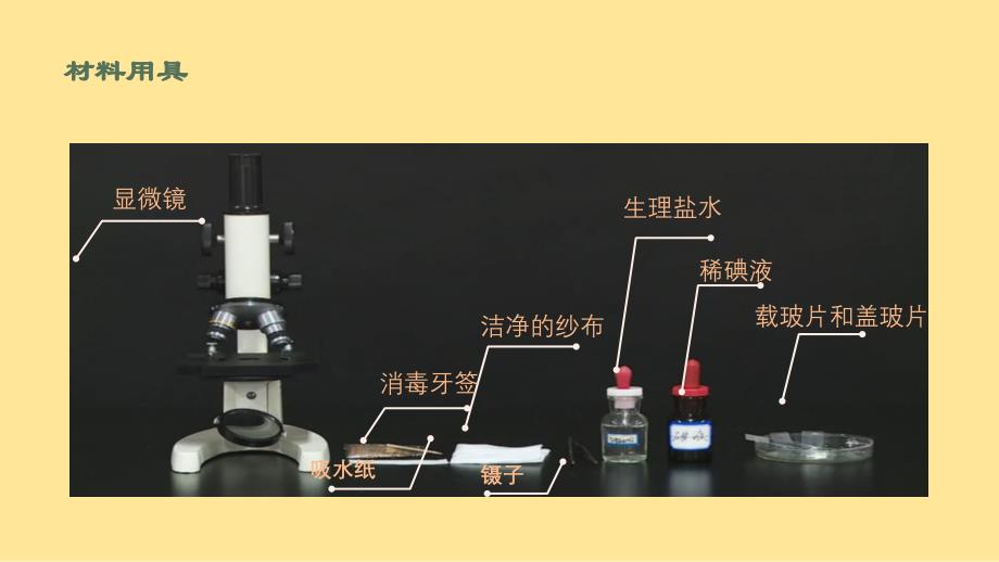 【初中生物】动物细胞课件2024-2025学年人教版生物七年级上册_第4页