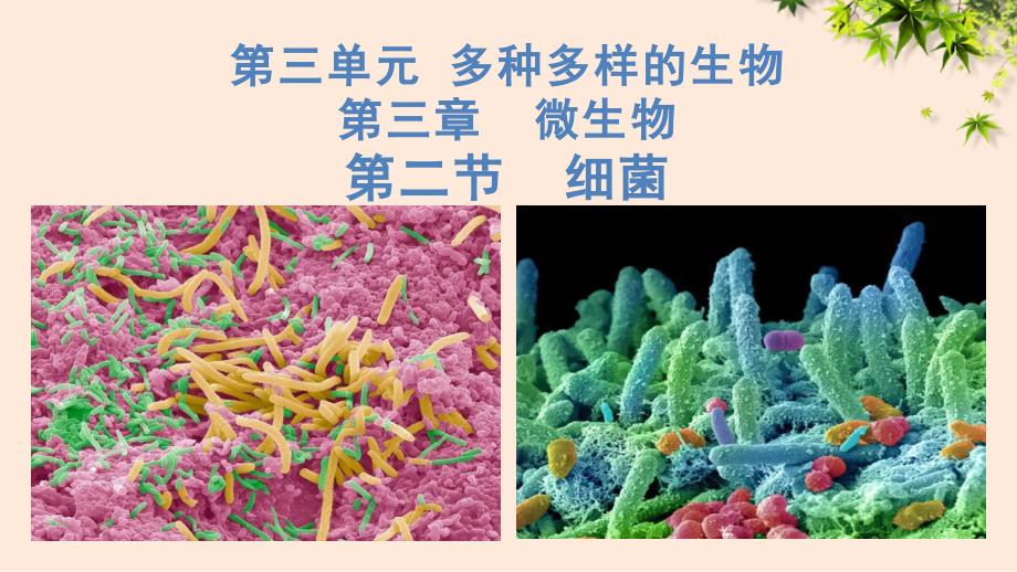 【初中生物】细菌课件-2024--2025学年人教版（2024）生物七年级上册_第1页