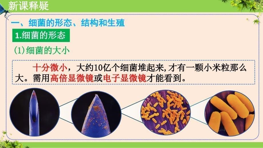 【初中生物】细菌课件-2024--2025学年人教版（2024）生物七年级上册_第5页