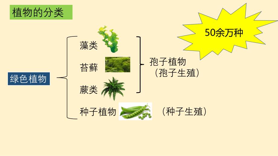 【初中生物】藻类、苔藓和蕨类植物课件-2024--2025学年人教版生物七年级上册_第1页