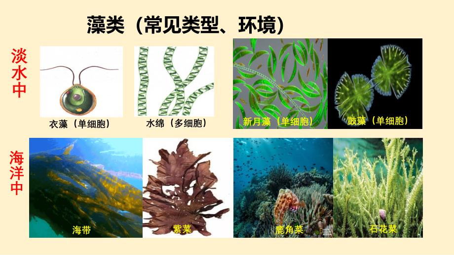 【初中生物】藻类、苔藓和蕨类植物课件-2024--2025学年人教版生物七年级上册_第4页