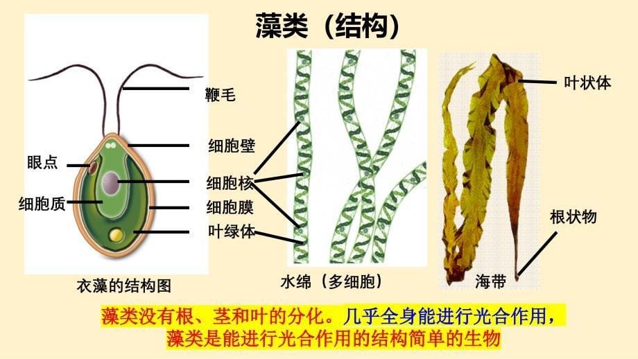 【初中生物】藻类、苔藓和蕨类植物课件-2024--2025学年人教版生物七年级上册_第5页