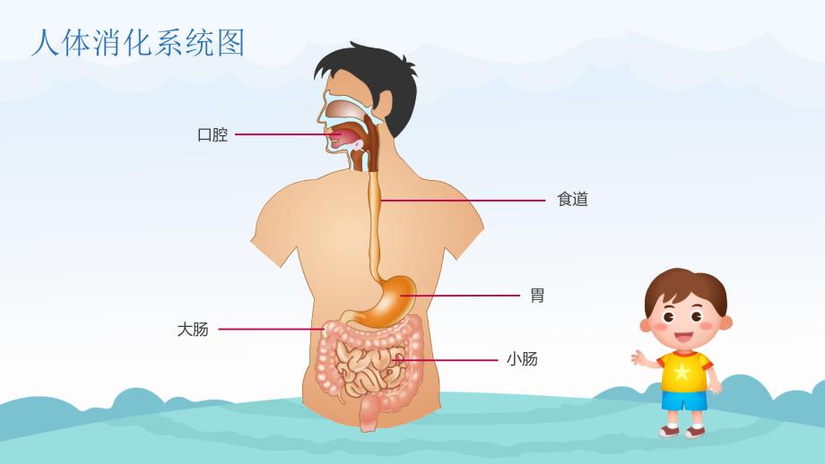 幼儿园教学课件健康教育《食物旅行记》_第4页