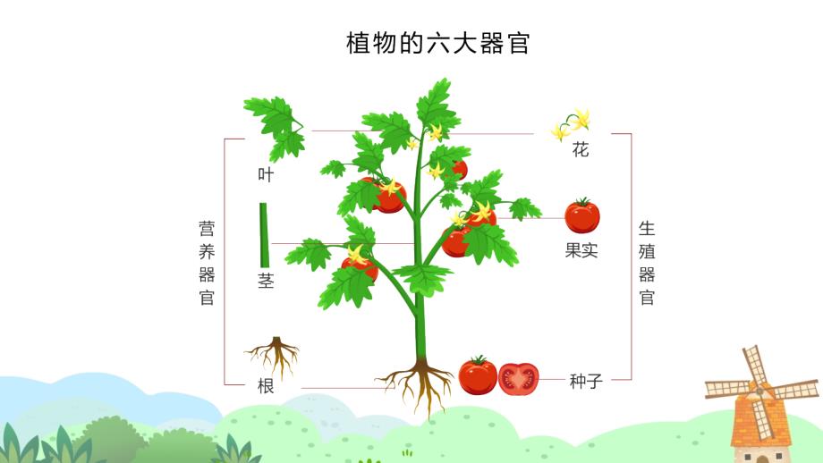 幼儿园教学课件健康教育《我爱吃蔬菜》_第3页