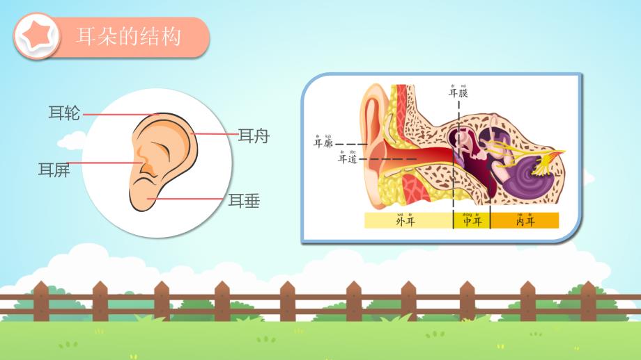 幼儿园教学课件健康教育《耳朵》_第4页