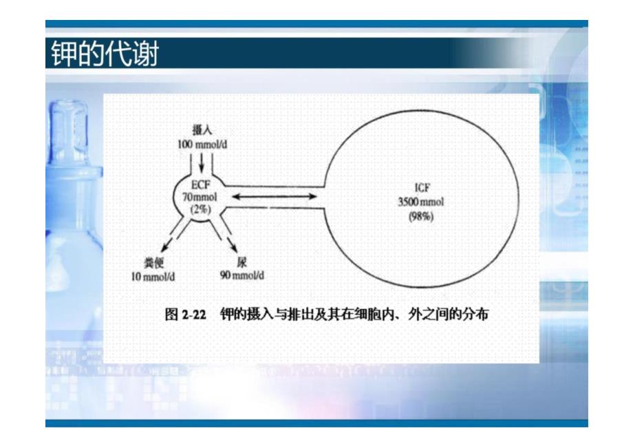 高钾与低钾血症的诊疗_第3页