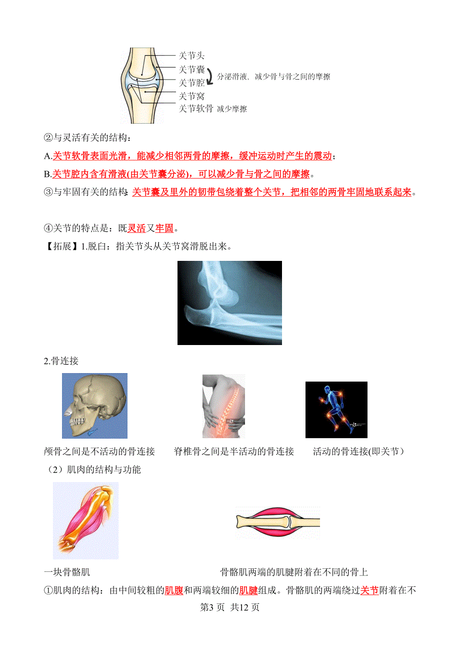 【人教】八上生物背诵-第五单元 第二、三章 动物的运动和行为、动物在生物圈中的作用（背诵版_第3页