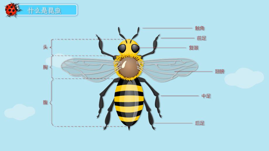 幼儿园教学课件科学教育《昆虫总动员》_第3页