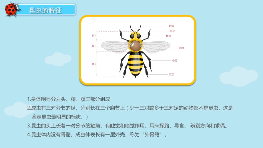 幼儿园教学课件科学教育《昆虫总动员》_第4页