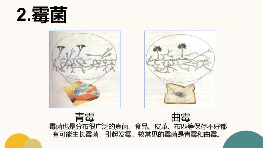 生 物微生物在生物圈中的作用（第二课时）-2024-2025学年八年级生物上册（北师大版）_第2页