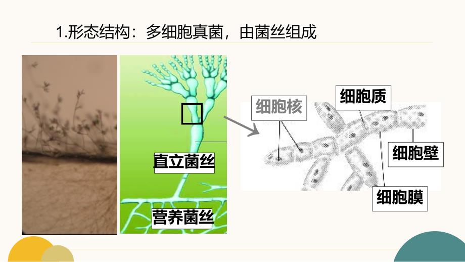 生 物微生物在生物圈中的作用（第二课时）-2024-2025学年八年级生物上册（北师大版）_第4页