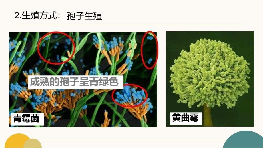 生 物微生物在生物圈中的作用（第二课时）-2024-2025学年八年级生物上册（北师大版）_第5页