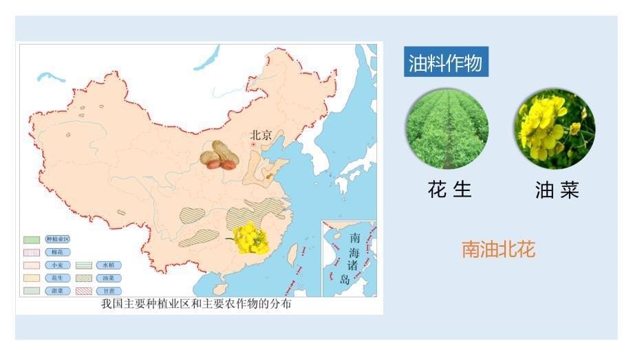 人教版八年级地理上册4.2《农业——因地制宜发展农业》课件_第5页